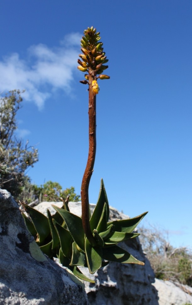 Table mountain aloe in South Africa 