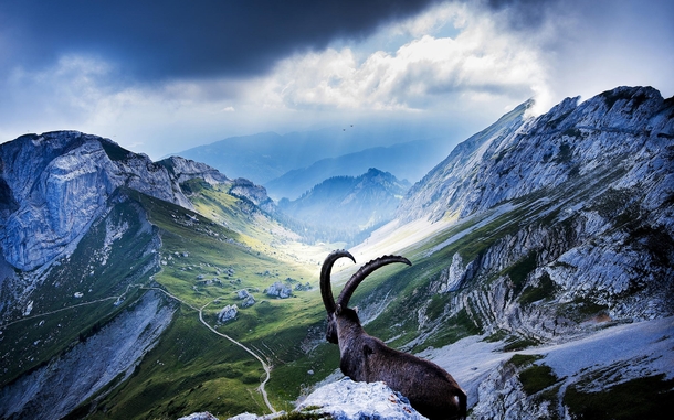 Taken on the peak of the breathtaking Mount Pilatus Switzerland The ibex was standing right at the edge of a  meter drop by Robin Kamp Mt Pilatus Switzerland  x-post rSchweiz