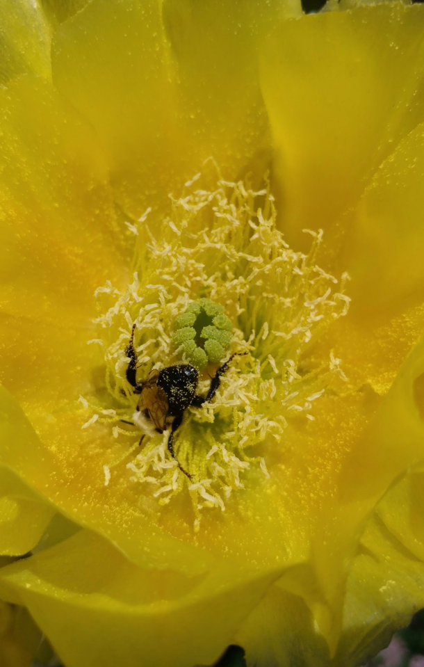 Taking a facedive into the anthers of a prickly pear cactus flower 