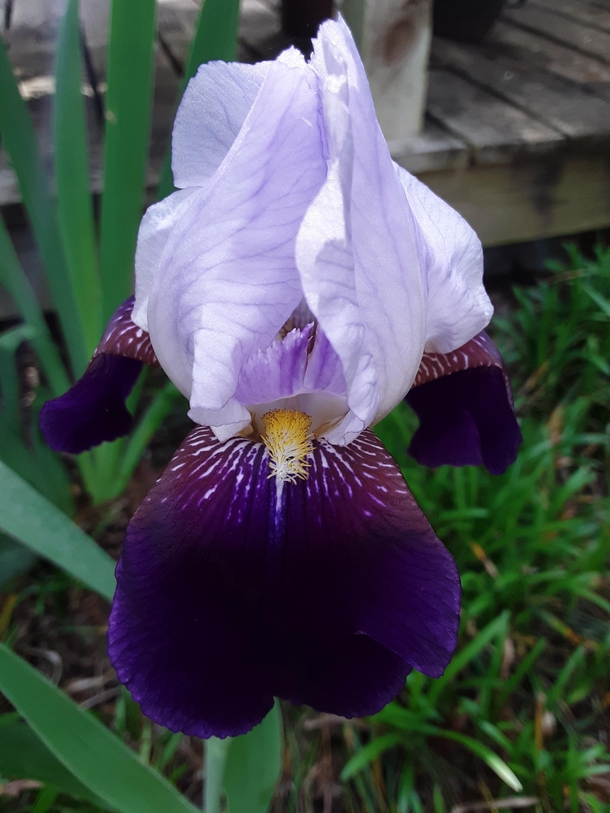 Tall Bearded Iris Lilac Wine 