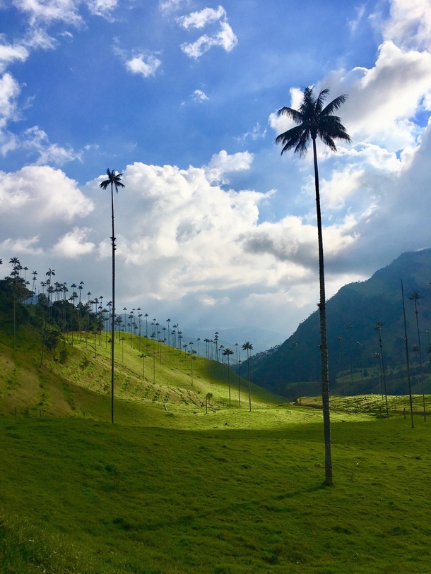 Tallest palm trees in the world Valle de Cocora Colombia x 