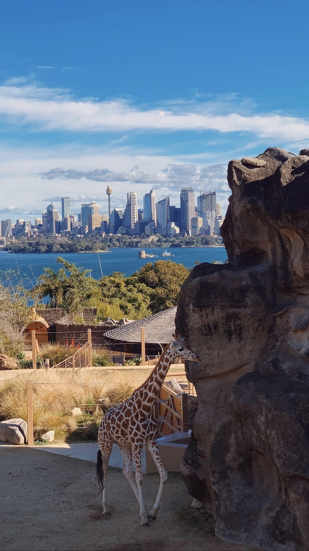 Taronga Zoo Sydney x-post and photo from uanm