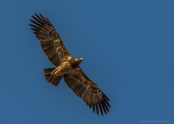 Tawny Eagle - Aquila rapax - Desert National Park Rajasthan India 