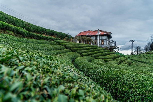 Tea farm Rize - Turkey 
