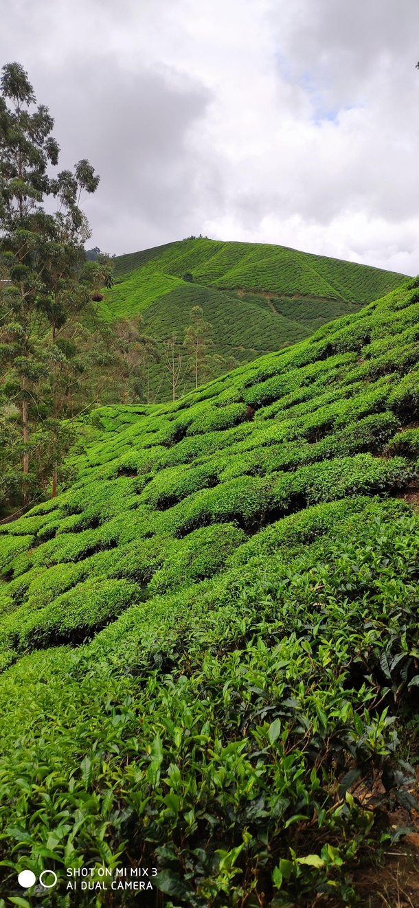 Tea fields Cameron Highlands Malaysia by me x