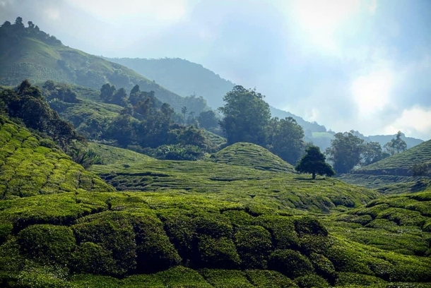 Tea Fields in Cameron Highlands Malaysia 