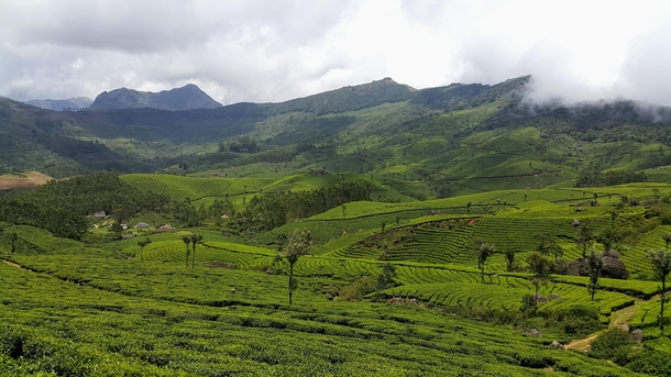 Tea Gardens in Kerala 