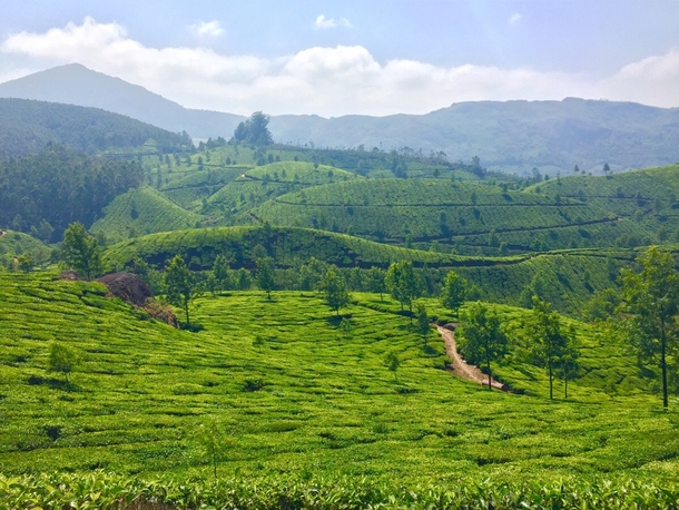 Tea Leaf Farming - Kerala India 