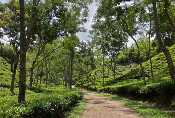 Tea plantation Srimangol Bangladesh 