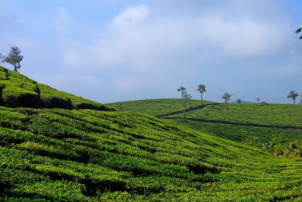 Tea Plantations in Kerala India 