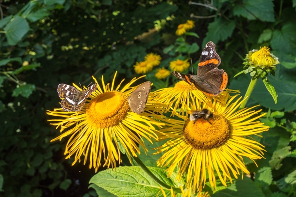 Telekia speciosa with butterflies amp bumblebee 