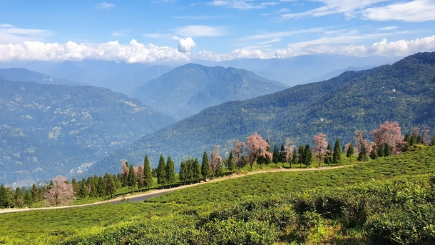 Temi Tea Garden South Sikkim India 