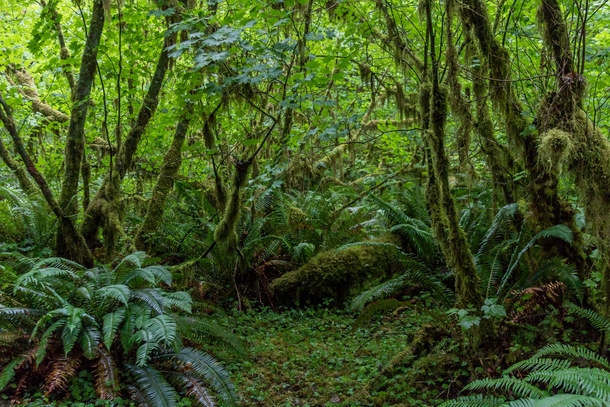Temperate Rainforest of the Pacific Northwest - Olympic National Park Washington 