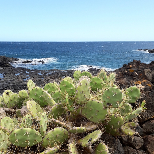 Tenerife Canary Islands Spain 