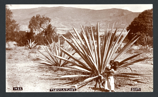 Tequila plant Mitla Oaxaca Mexico circa - E A Goldman and E W Nelson  x-post rHI_Res