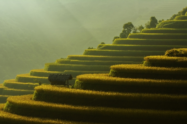 Terraced Rice Fields in Vietnam by Saravut Whanset 