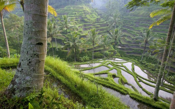Terraced Rice Paddies in Bali Indonesia
