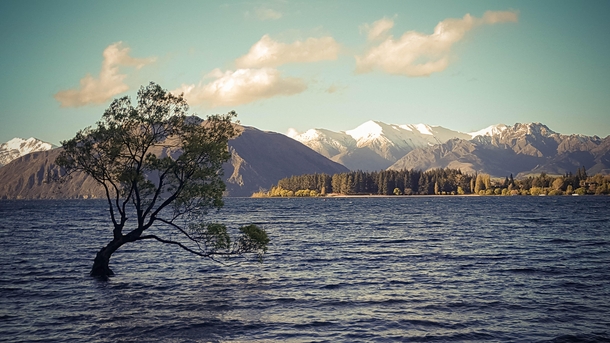 That One Tree on Lake Wanaka - 