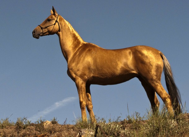 The Akhal-Teke golden horse 
