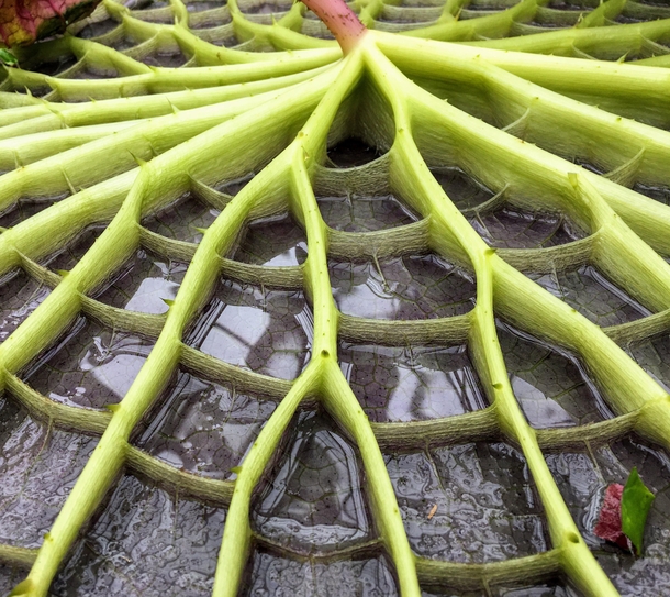 The amazing underside of the leaf of a giant water Lilly Victoria hybrid so spikey