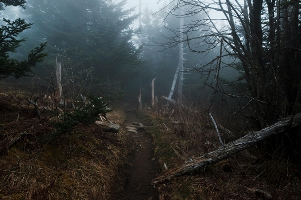 The Appalachian Trail South of Clingmans Dome The Great Smoky Mountains National Park I love our gloomy forests 