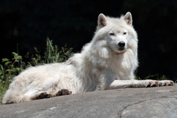 The Arctic Wolf Canis lupus arctos 