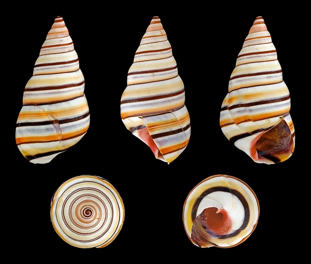 The Awesome Candy Cane Snail Liguus virgineus by H Zell   HI_Res link in comments