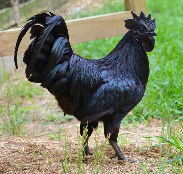 The Ayam Cemani is an uncommon breed of chicken from Indonesia A dominant gene of hyperpigmentation is responsible for their entirely black appearance including feathers beaks and internal organs