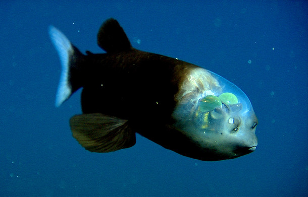 The Barreleye A fish that sees through its head Macropinna microstoma 