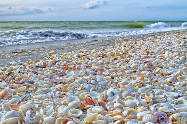 The beaches in Sanibel Island Florida are known for being completely covered by seashells 