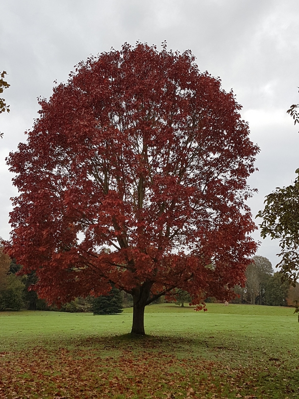 The beautiful autumn colours  Clumber Park England 
