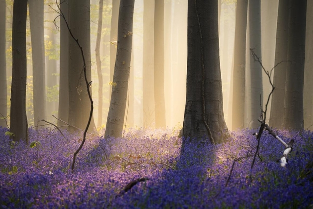 The beautiful bluebells forest of Belgium 