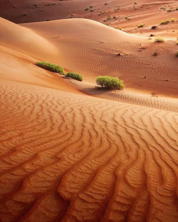 The beautiful textures of the desert Abu Dhabi UAE 