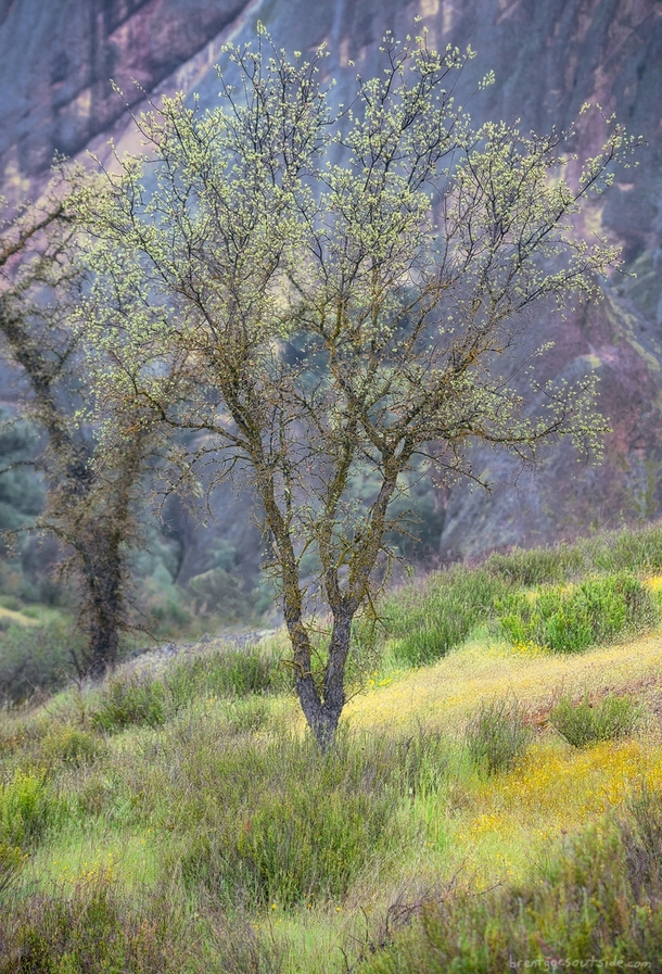 The beginnings of spring in Pinnacles National Park CA 