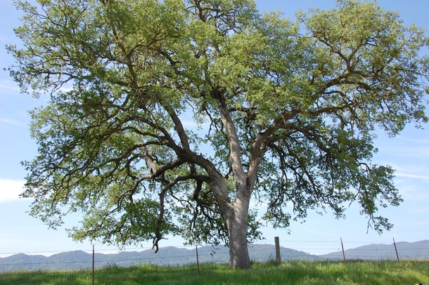 The best California Oak picture I ever took near Santa Margarita in 