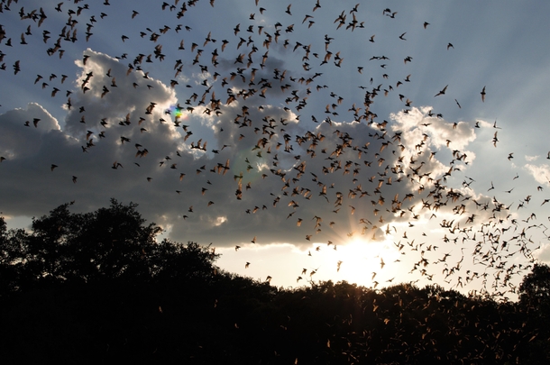 The biggest bat colony in the world Bracken Cave Texas 