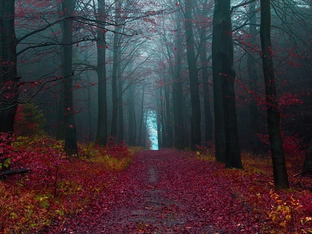 The Black Forest Germany 
