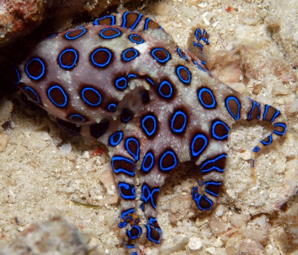 The Blue-Ringed Octopus 