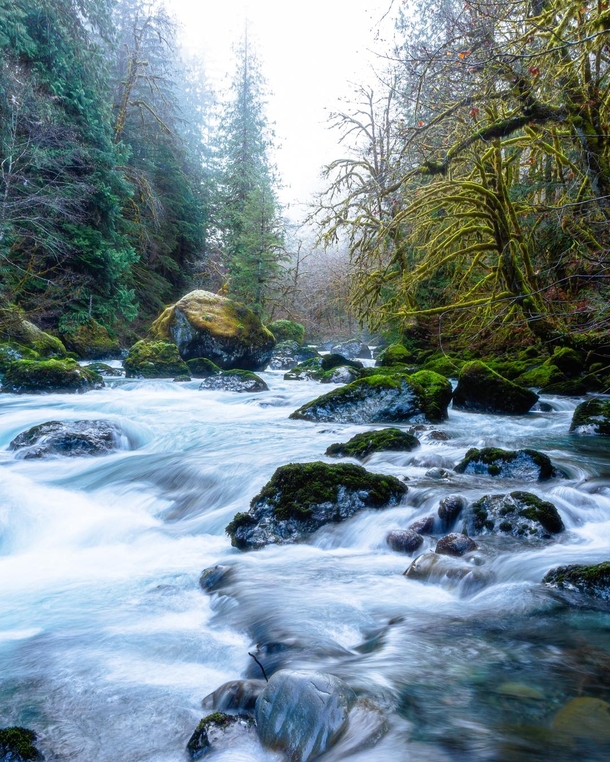 The burst of freshness rises from the waters and the mist settled in the distance The trees leaned inward showing off their neon moss It was a chill moment indeed Have a restful day friends Washington State  ig natureprofessor