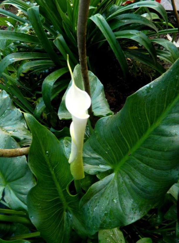 The Calla Lilies are in Bloom Again OC x Photorator