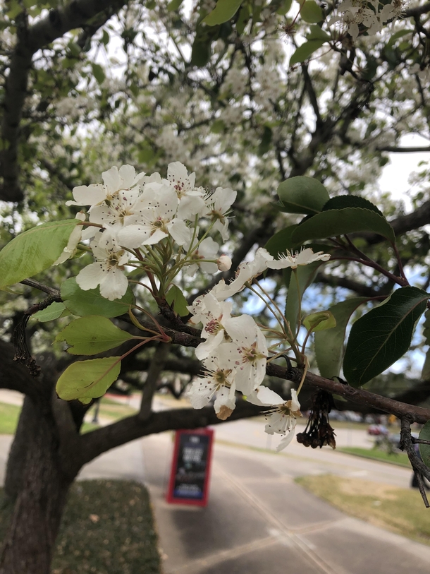 The cherry trees are blooming ID Please  Zone 
