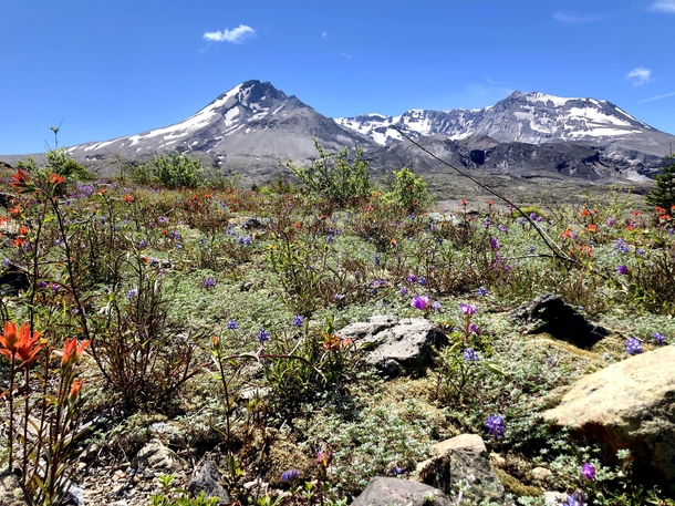 The colors of life thriving in the immediate Mount St Helens blast area 