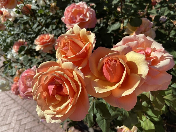 The colour of these roses remind me of the sunset