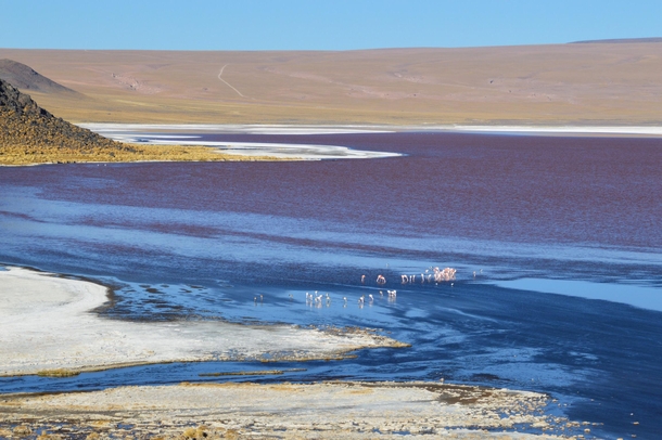 The colours of Laguna Colorada Bolivia with its Flamingos at m above sea level OC 