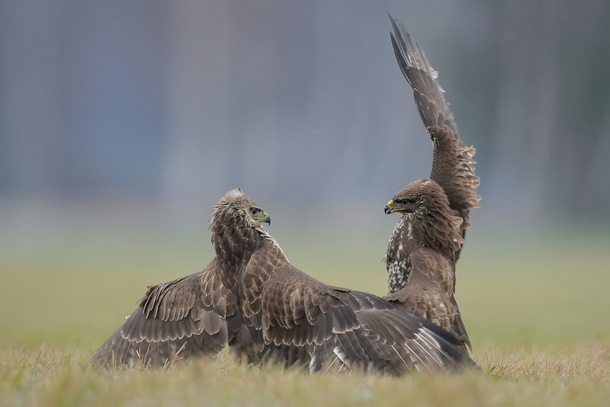 The Common Buzzards Buteo buteo in the fight or if you prefer in a dance 
