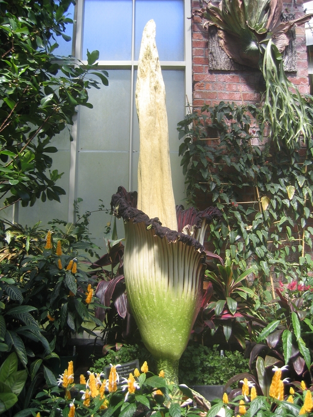 The Corpse Flower about hours after it had opened smells like rotting ...