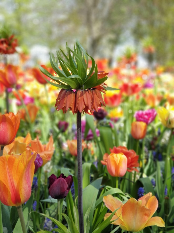 The crown imperial in tulip field