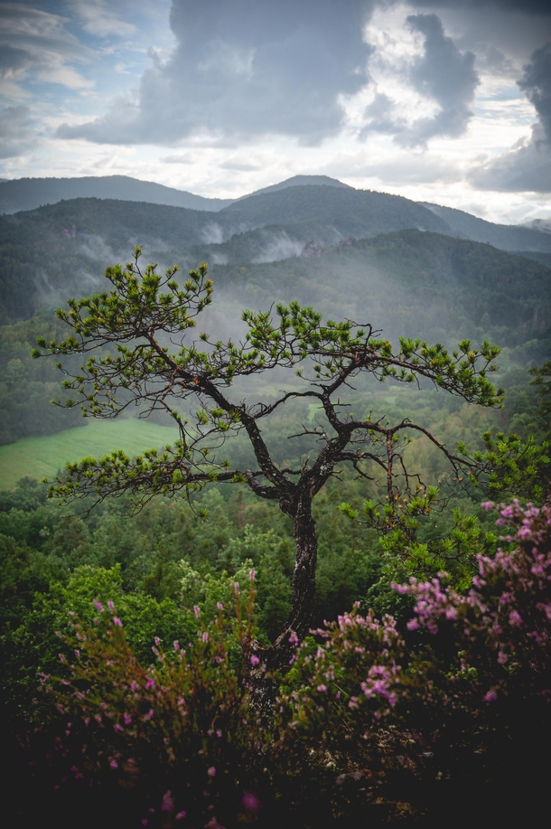 THE DAMP TREE by IG Farbik 
