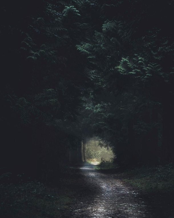 The Dark Woods - Herefordshire UK 