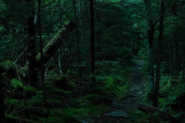 The Dense Forests of Spruce Knob West Virginia 